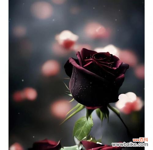 “我的眼里只有她”用花语如何表达？