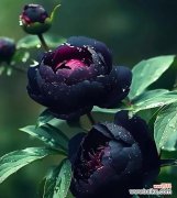 低调且执着是什么花语？这个花语有何深意？