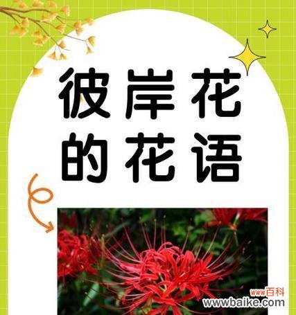 悲伤的花语通常由哪种花表达?