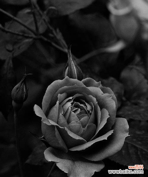 悲伤的花语通常由哪种花表达?