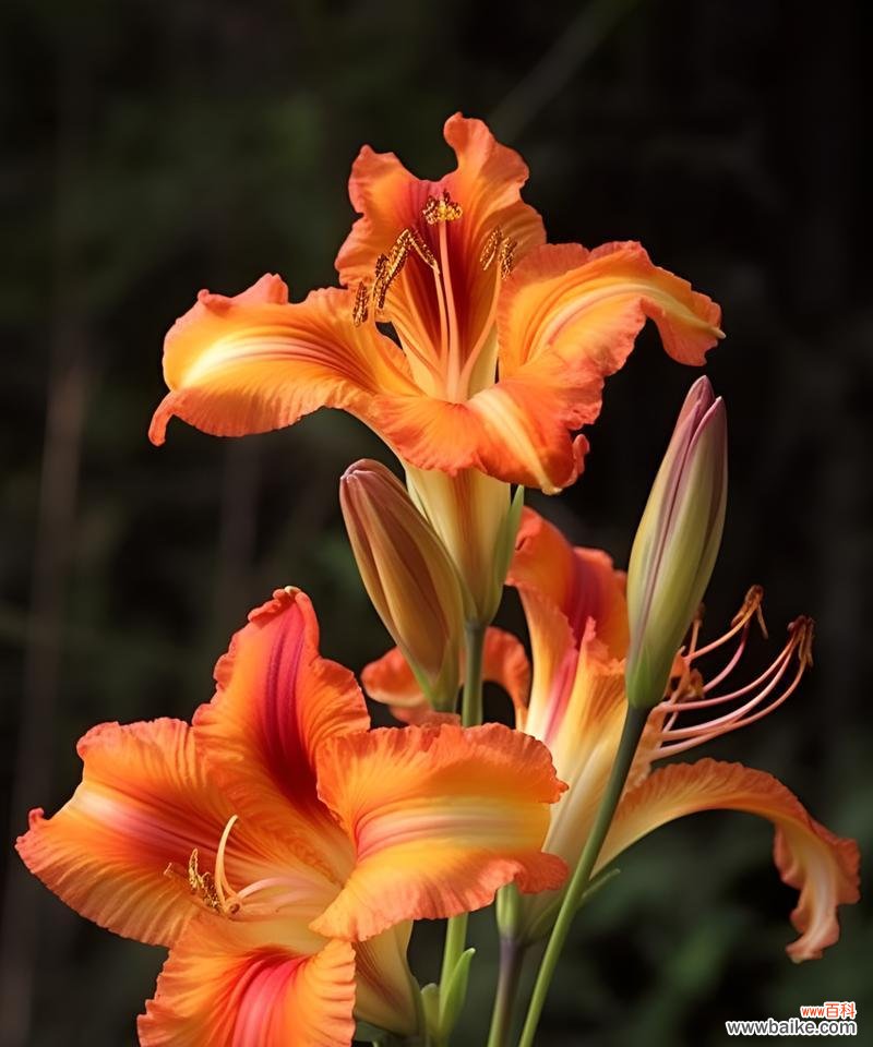 友情的花语通常如何表达？暗喻友情的花语是什么？