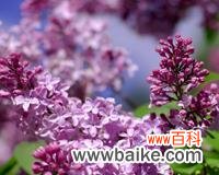 友情的花语通常如何表达？暗喻友情的花语是什么？