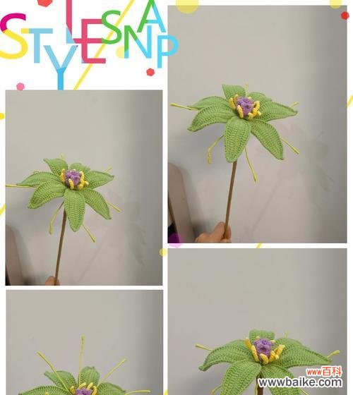 道具美丽花的花语有哪些?