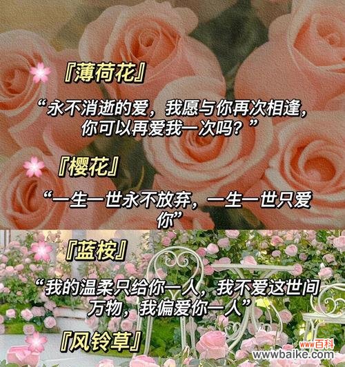 什么文案搭配花语既好听又好看?如何选择合适的文案?