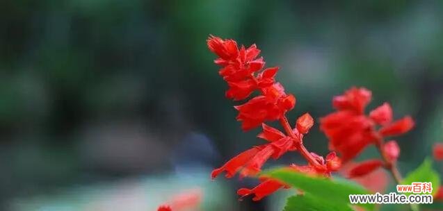 以红花为媒，传递真挚情感 红花语