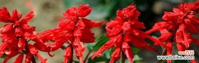 以红花为媒，传递真挚情感 红花语