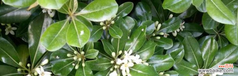 揭开一叶兰的秘密与魅力，了解它传递的深刻寓意 一叶兰的寓意与花语