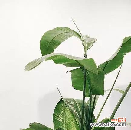 揭开一叶兰的秘密与魅力，了解它传递的深刻寓意 一叶兰的寓意与花语