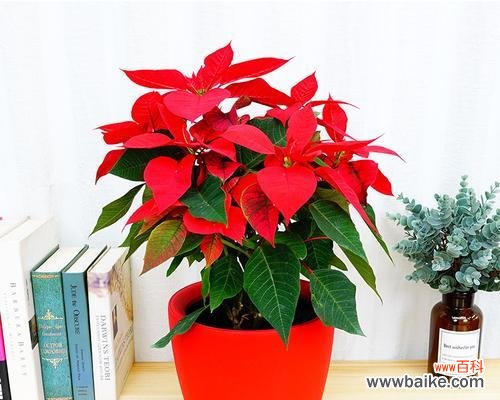 探索一品红花语,揭示花朵的隐藏心愿 一品红花语与寓意,探索花的神秘语言