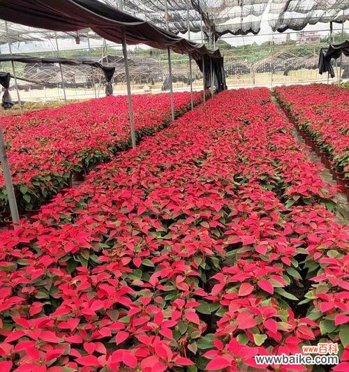 探索一品红花语,揭示花朵的隐藏心愿 一品红花语与寓意,探索花的神秘语言