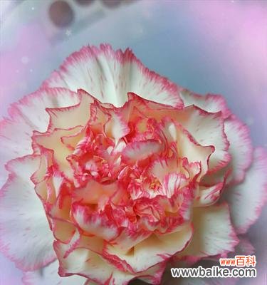 以一朵康乃馨探寻爱与美的真谛 康乃馨的象征意义与传承