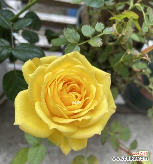 揭开黄玫瑰的深意 一朵黄玫瑰的象征意义