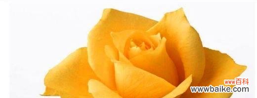 揭开黄玫瑰的深意 一朵黄玫瑰的象征意义