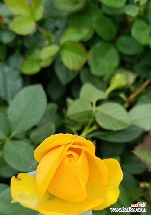 揭开黄玫瑰的深意 一朵黄玫瑰的象征意义