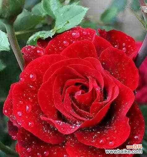 深情厚意,一朵玫瑰花传递的爱意 玫瑰花的花语-爱的表达