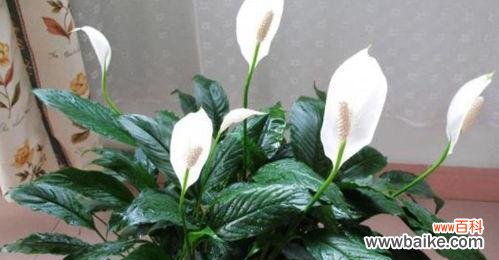 揭开一帆风顺花的寓意,展现幸福与顺遂之道 一帆风顺花