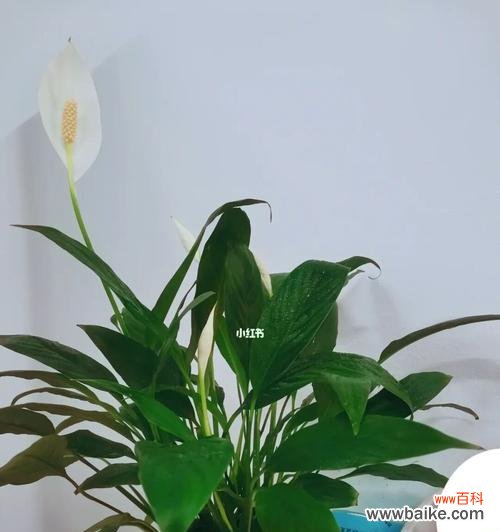 揭开一帆风顺花的寓意,展现幸福与顺遂之道 一帆风顺花