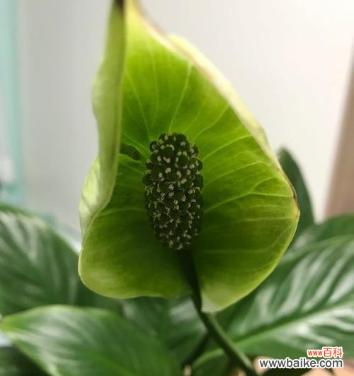 揭开一帆风顺花的寓意,展现幸福与顺遂之道 一帆风顺花