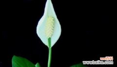 揭示幸福和繁荣的一帆风顺花之花语 一帆风顺花