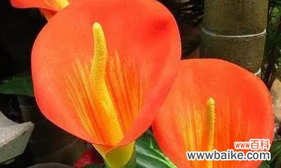 揭示幸福和繁荣的一帆风顺花之花语 一帆风顺花