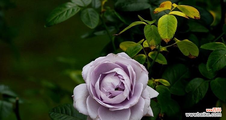 解读紫玫瑰的神秘美丽 紫玫瑰的象征意义