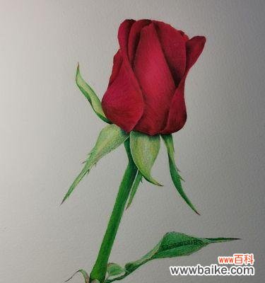 探寻玫瑰花背后的深意与寓意 一朵玫瑰花的意义与象征