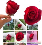 探寻玫瑰花背后的深意与寓意 一朵玫瑰花的意义与象征