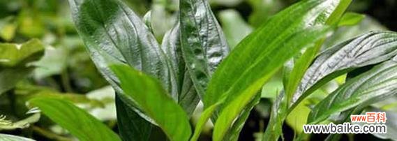 探寻兰花所蕴含的深意与寓意 一叶兰花语