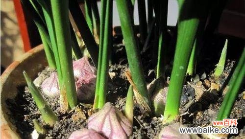 探寻兰花所蕴含的深意与寓意 一叶兰花语