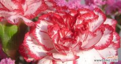 传递爱与关怀的美丽之花 粉色康乃馨的花语