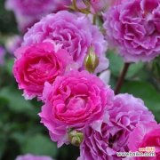 粉色月季花语的深刻寓意与象征 粉色月季花语