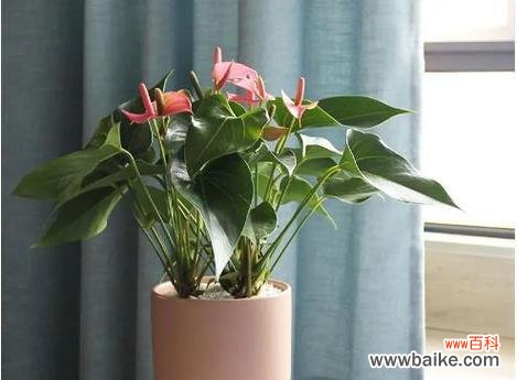 优雅浪漫 粉掌的花语——爱的宣言