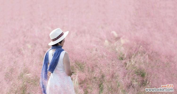 探究粉黛乱子草的美丽与含义 粉黛乱子草的花语与象征意义