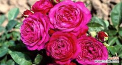 探索月季的美丽花朵和丰盛产量 以丰花月季的意义与特点