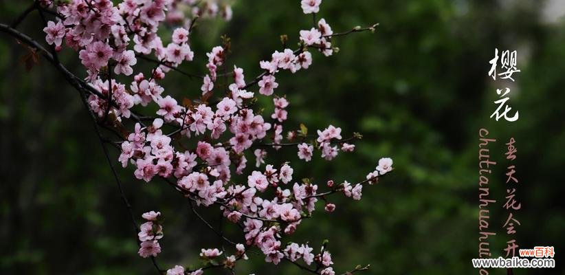 赏枫叶 枫叶的花语与寓意