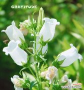 探寻风铃花的花语和神秘之美 风铃花