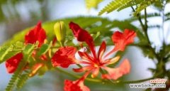 凤凰花的花语及其象征意义 凤凰花
