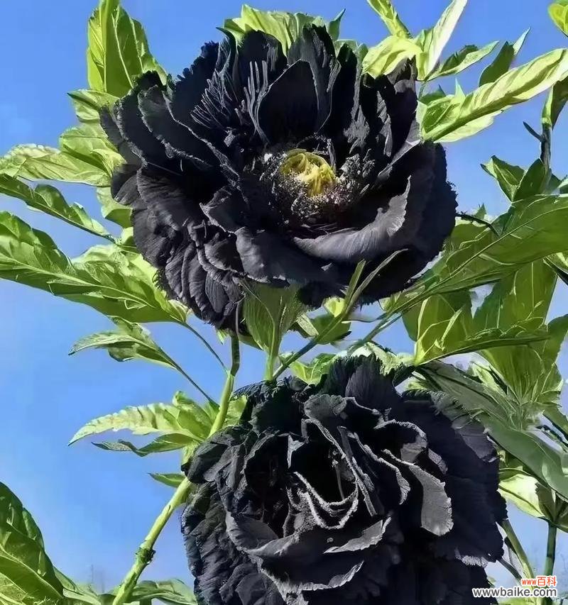 哪种花的花语既黑暗又美好？