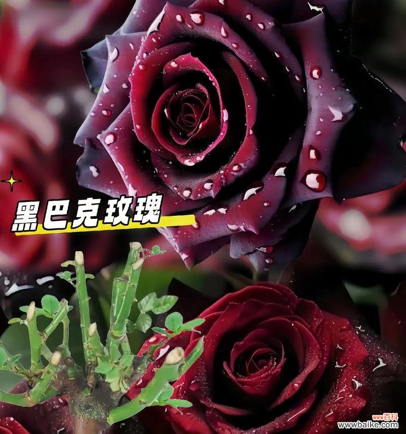 哪种花的花语既黑暗又美好？