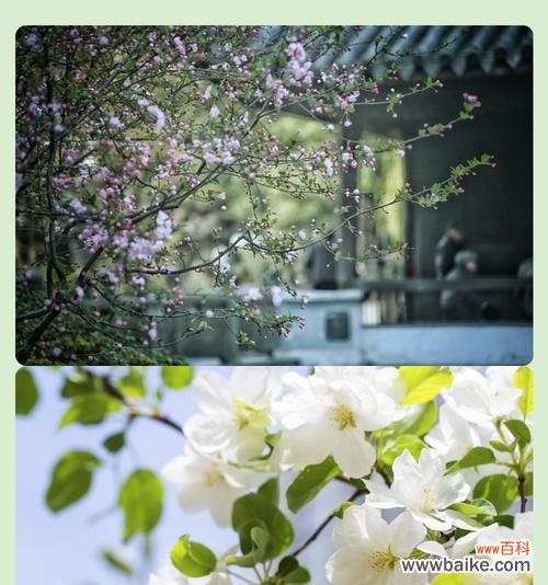 海棠花语和寓意是什么意思啊?海棠花在花语中有哪些含义?