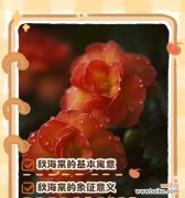 海棠花语和寓意是什么意思啊？海棠花在花语中有哪些含义？