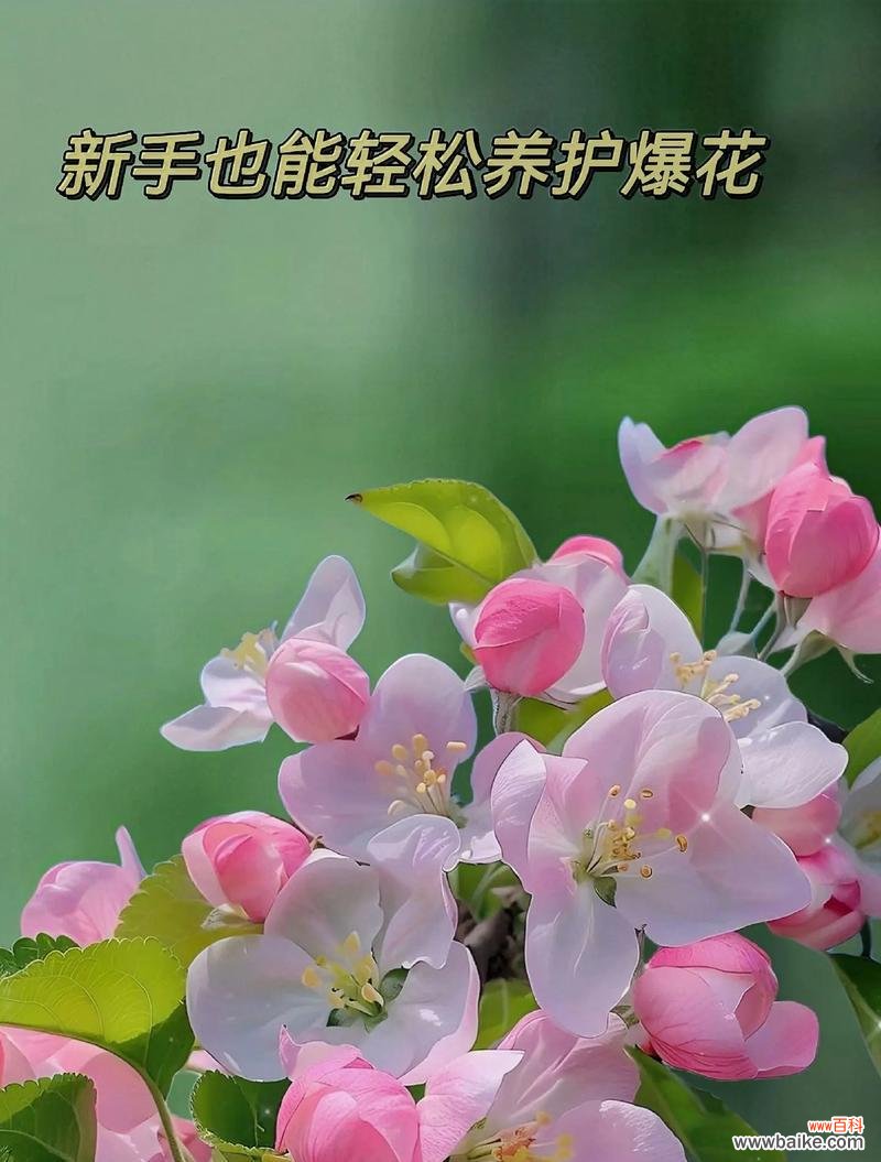 海棠花语和寓意是什么意思啊?海棠花在花语中有哪些含义?