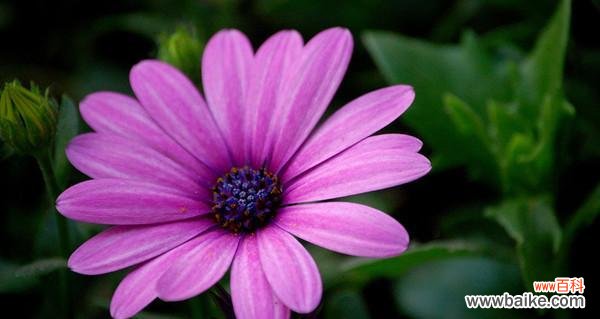 紫色雏菊的花语有哪些？它通常用来传达什么信息？