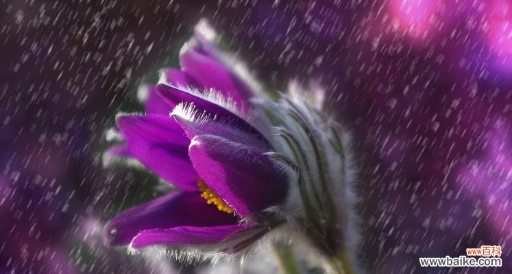 紫色雏菊的花语有哪些？它通常用来传达什么信息？