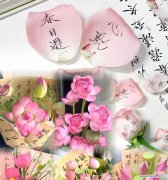 年轻人喜欢的荷花花语是什么？