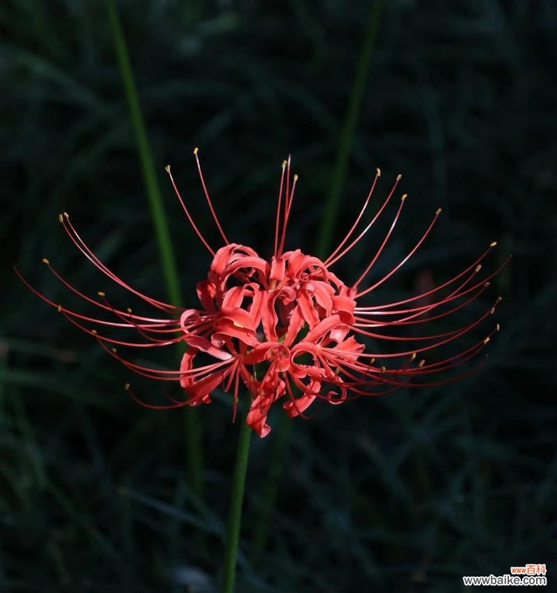 彼岸花花语是什么?彼岸花在花语中代表了什么?