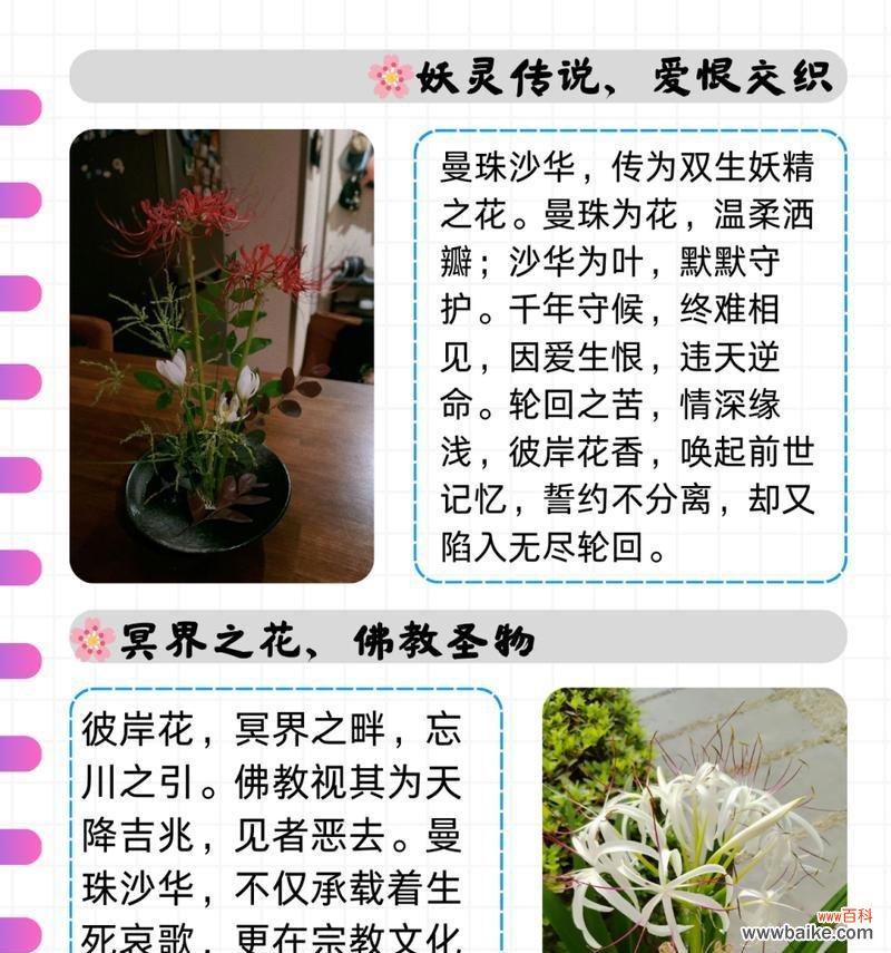 彼岸花花语是什么?彼岸花在花语中代表了什么?