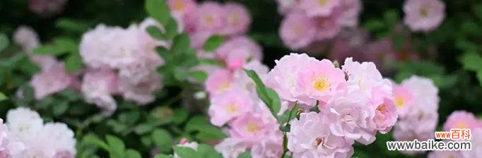 梅石楠花语与寓意有哪些?