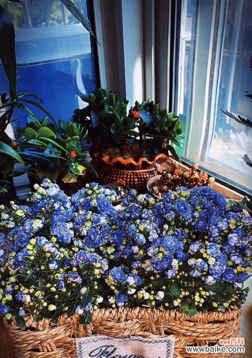 梅石楠花语与寓意有哪些?