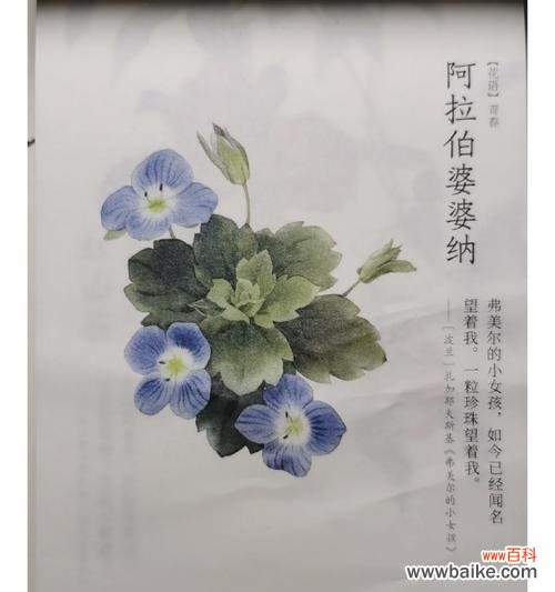 日历上的花语是如何确定的？